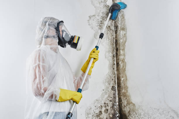 Best Residential Mold Removal  in Edgerton, KS