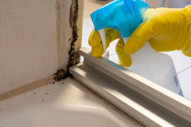 Mold Removal and Inspection in Edgerton, KS