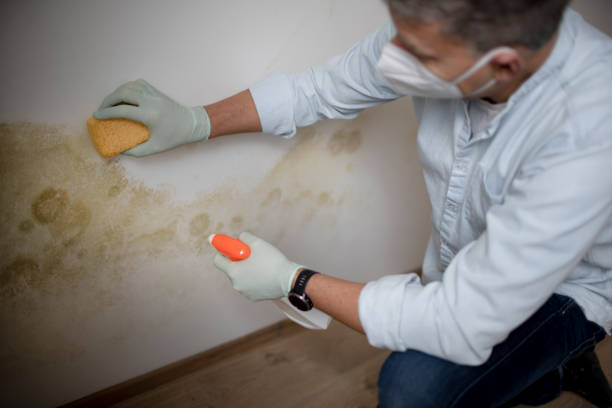 Certified Mold Removal in Edgerton, KS