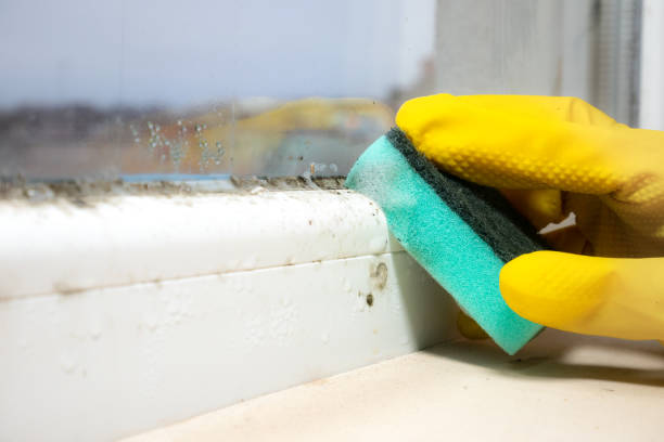Mold Removal Process in Edgerton, KS