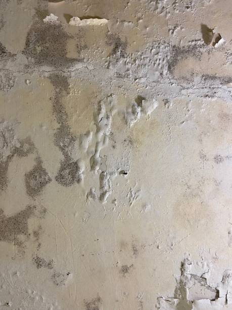 Best Home Mold Removal  in Edgerton, KS