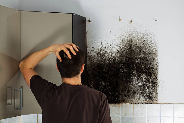 Best Mold Removal Near Me  in Edgerton, KS
