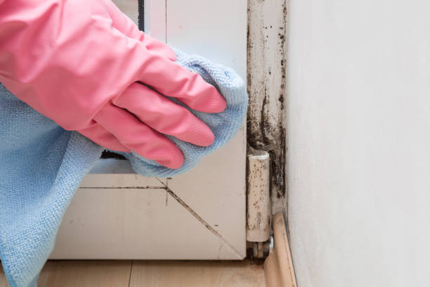 Best Attic Mold Removal  in Edgerton, KS