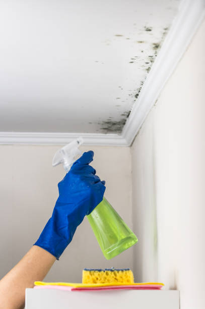 Best Emergency Mold Removal  in Edgerton, KS