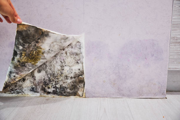 Best Fast Mold Removal  in Edgerton, KS